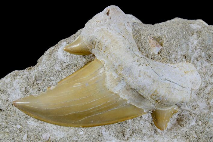 Otodus Shark Tooth Fossil in Rock - Eocene #171284